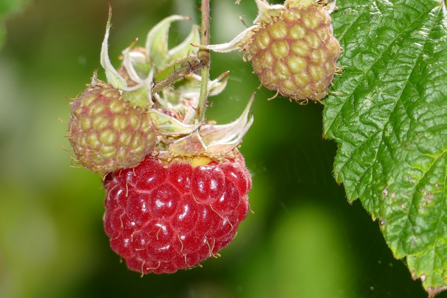 Red Raspberry (Rubus idaeus) (41156562250)