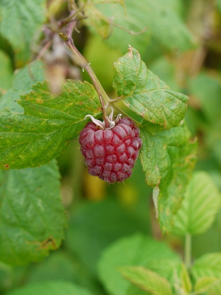 Reife Himbeere