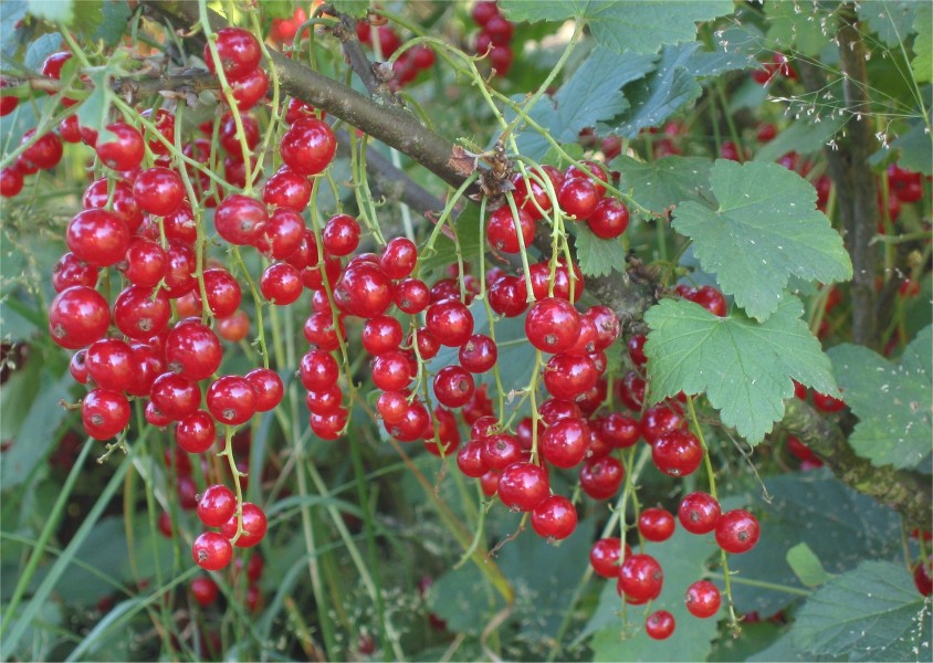 Rode bessen (Ribes rubrum)