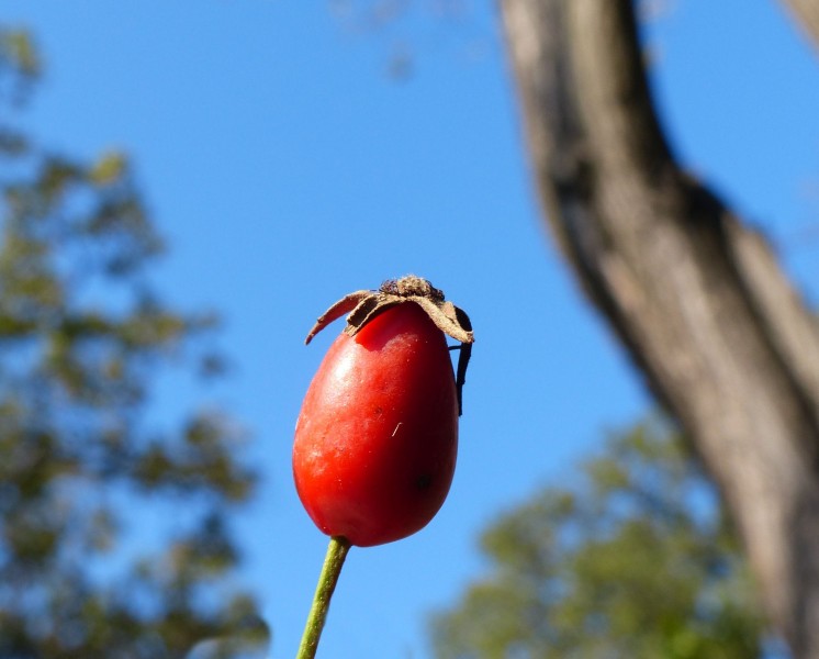 Rosa dumalis fruit (05)