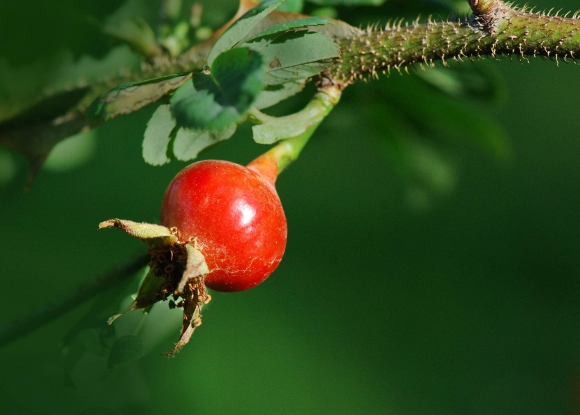 Rosa sericea fruit1