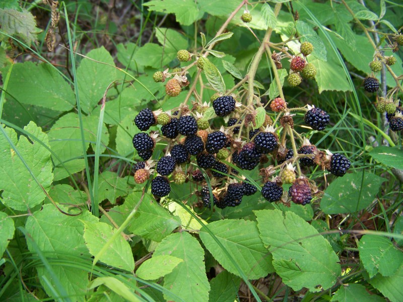 Rubus