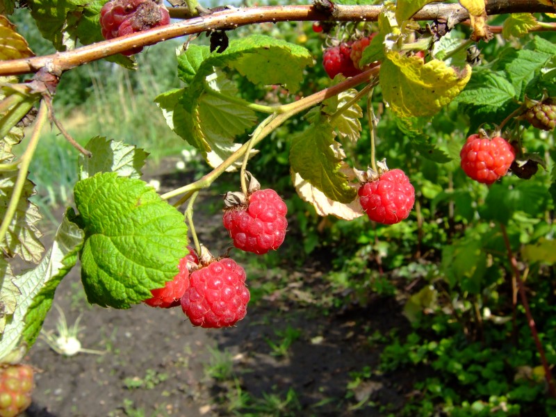Rubus idaeus 2