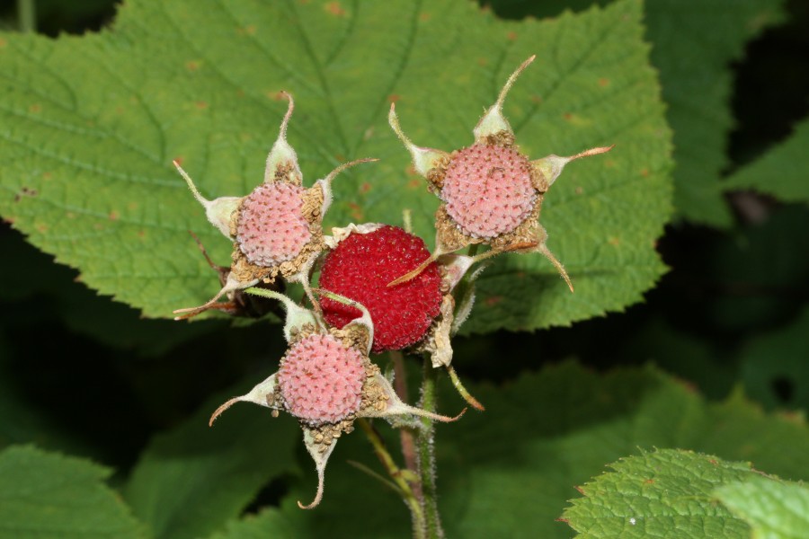 Rubus parviflorus 9481