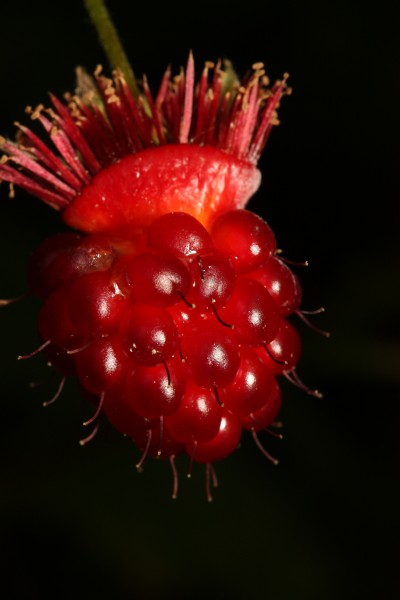 Rubus spectabilis 1565