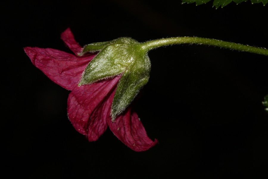 Rubus spectabilis 5366