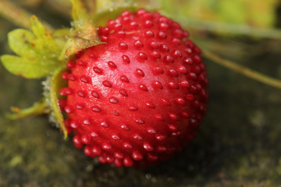 Ruhr-Uni Bochum 10.09.2017 Mock Strawberry - Duchesnea indica (37603849446)