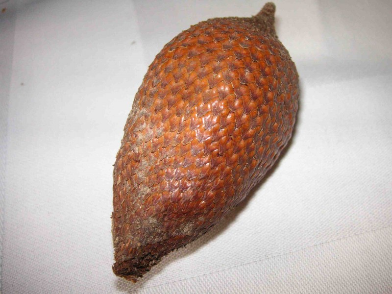 Salak 01