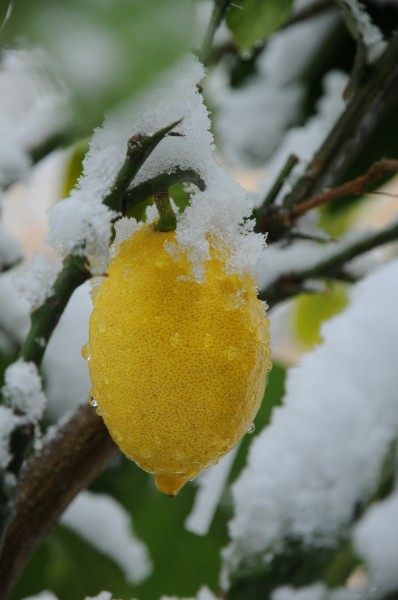 Schnee Zitrone Citrus × limon 1