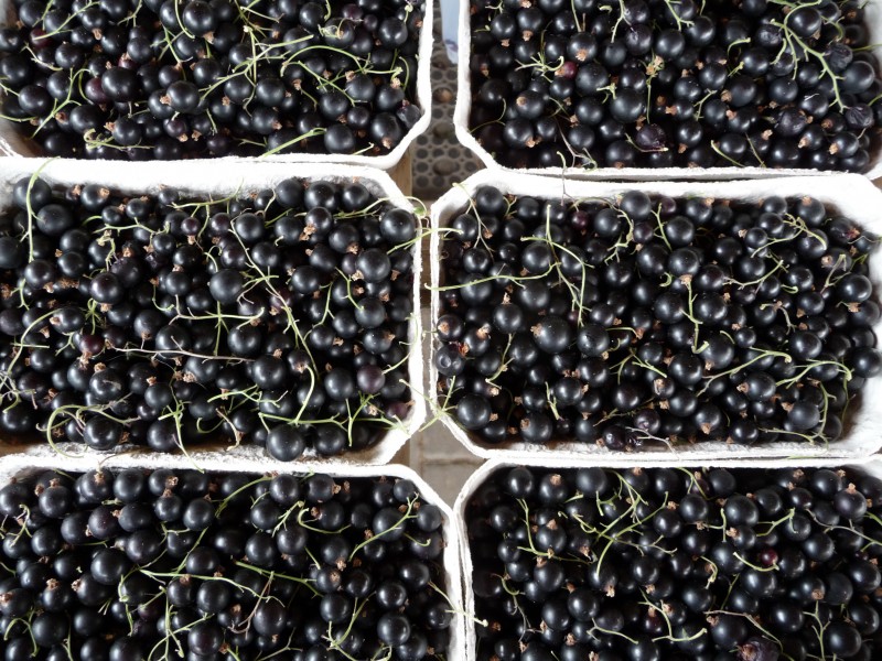 Schwarze Johannisbeeren im Verkaufsschälchen