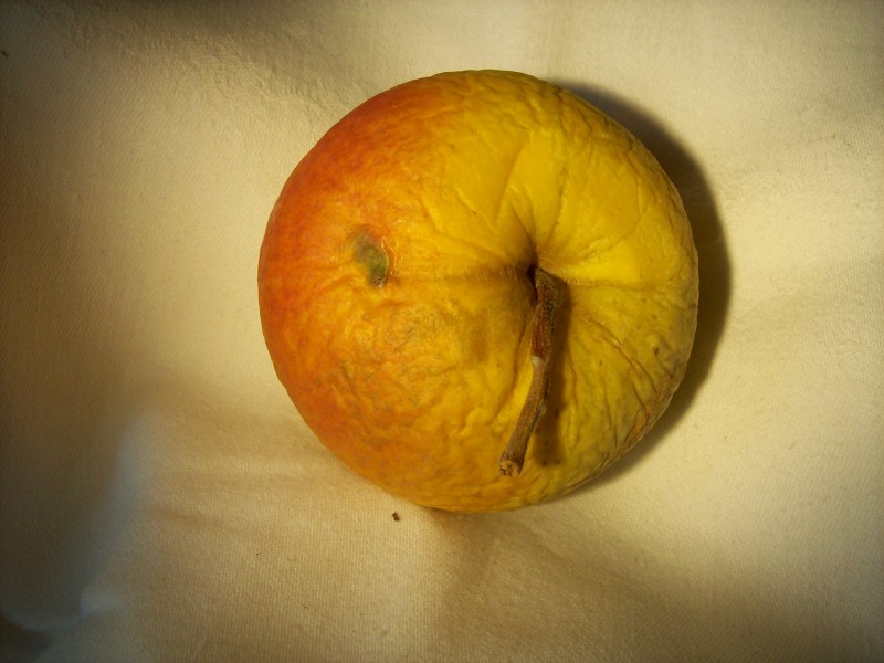 Schweizer Orangenapfel leicht verschrumpelt von unten (Panorama)
