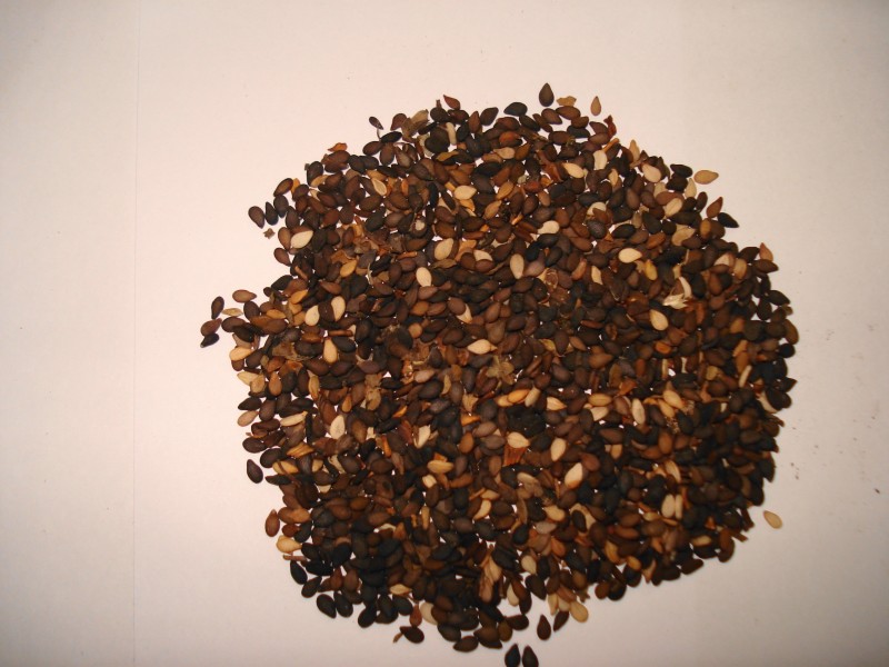 Sesame seed black