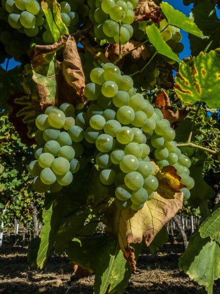 Silvaner P1240428