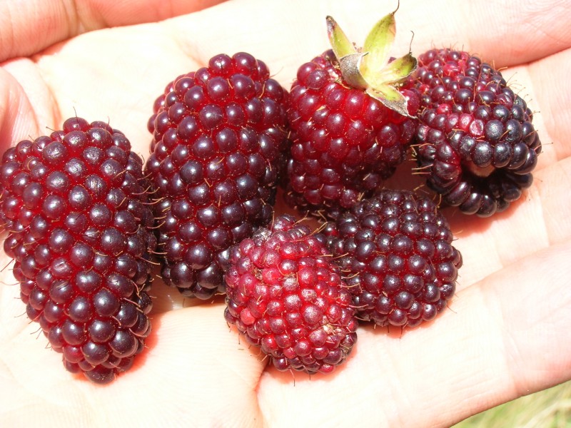 Starr 050817-3893 Rubus glaucus