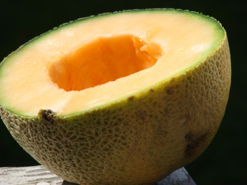 Starr 080417-4149 Cucumis melo