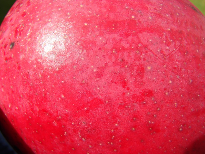Starr 080417-4165 Mangifera indica