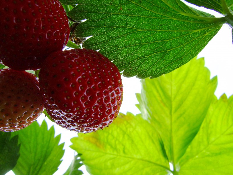 Strawberry times...