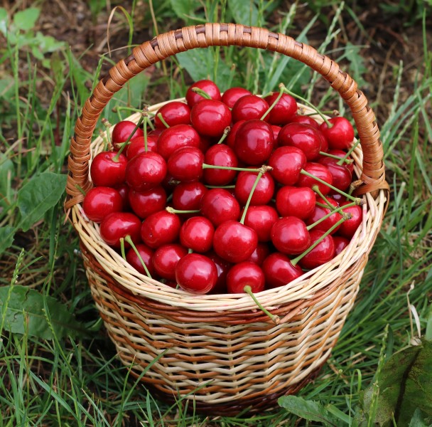 Sweet cherries in basket 2018 G2