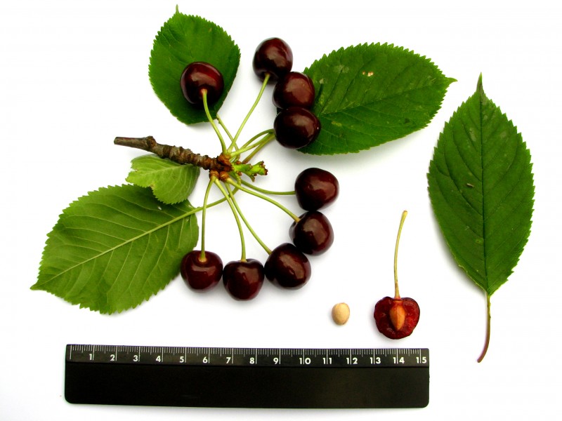 Sweet Cherry 'Ene'