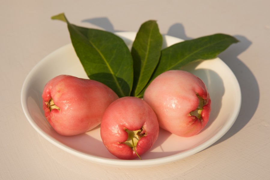 Syzygium fruit (2)