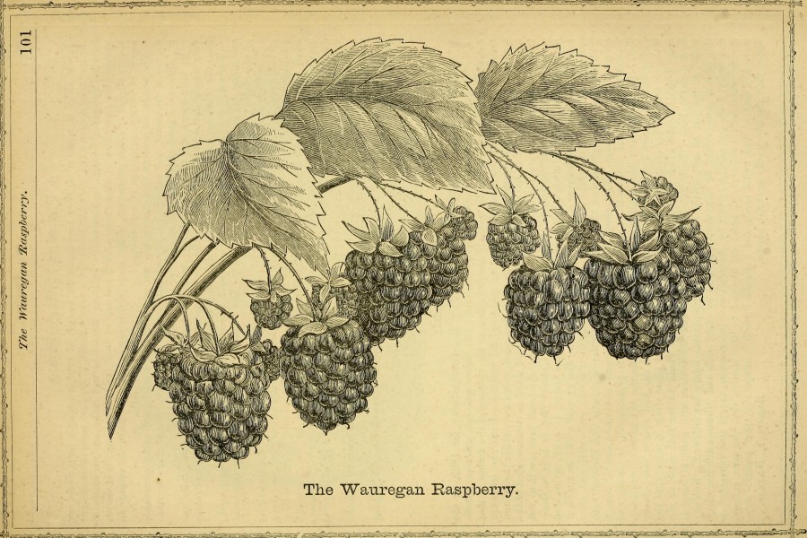 The Horticulturist and journal of rural art and rural taste (1870) (14775357181)