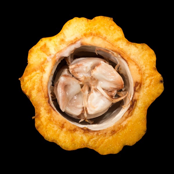 Theobroma cacao (cacau) open fruit