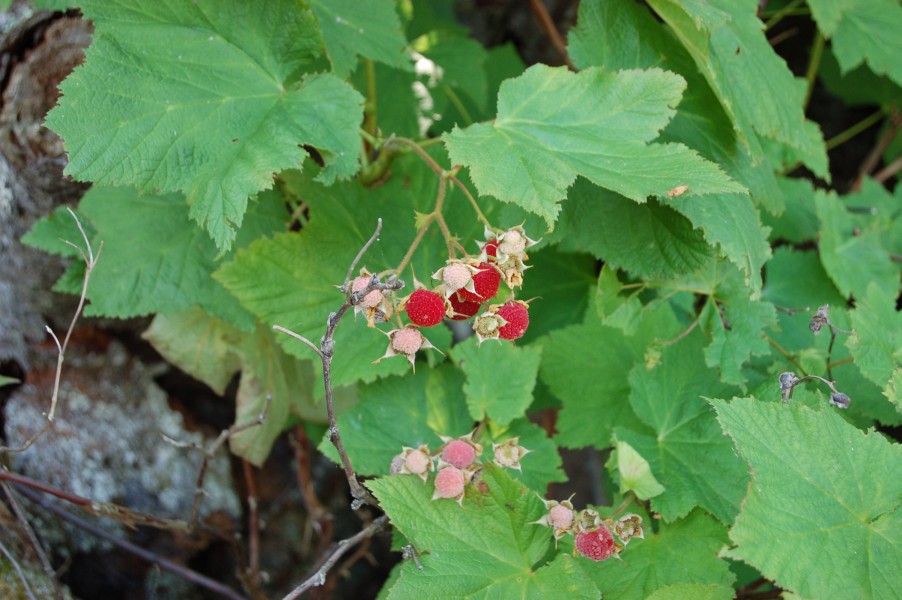 Thimbleberries MI UP