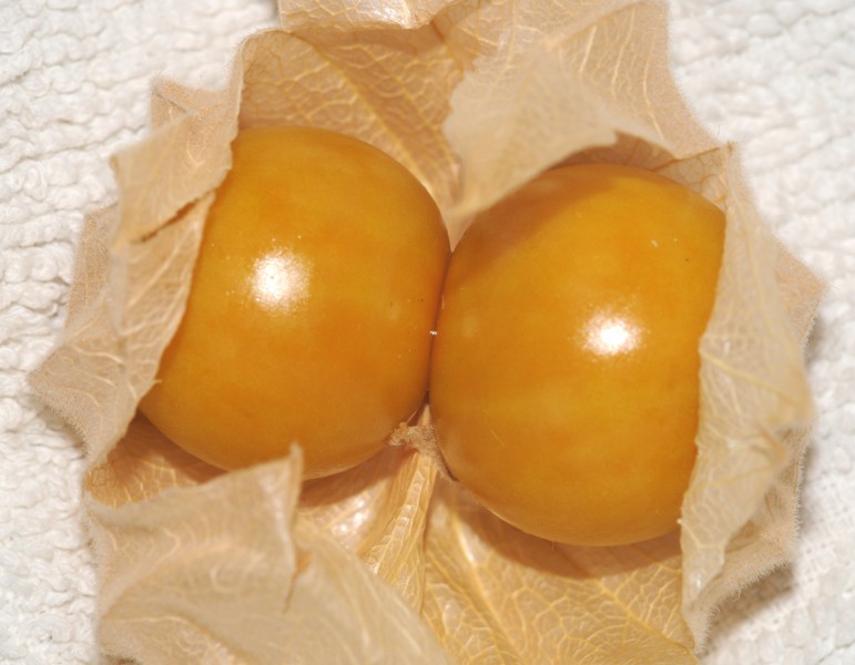 Thomas Bresson - Physalis sp.-1 (by)