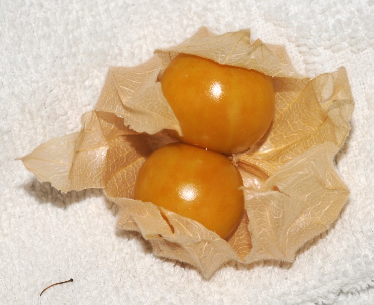 Thomas Bresson - Physalis sp. (by)