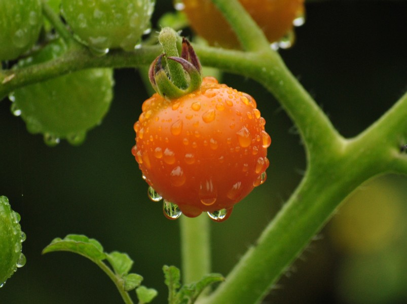 Tomate2010