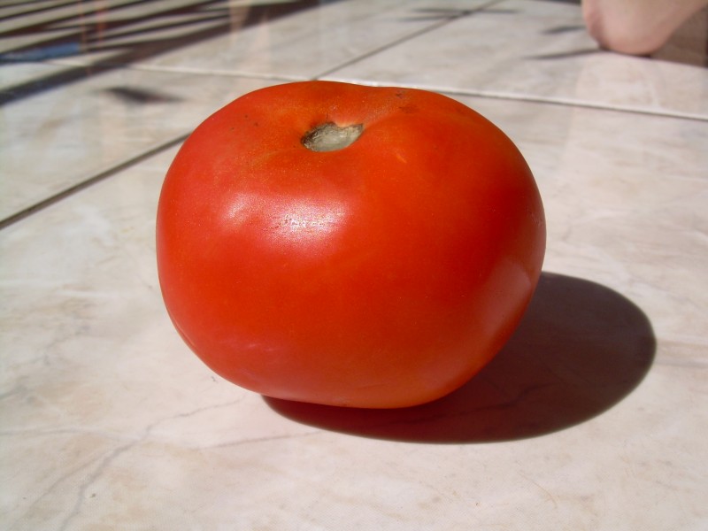 Tomate 252