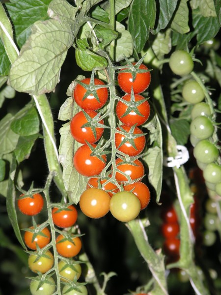 TomateCherryTross