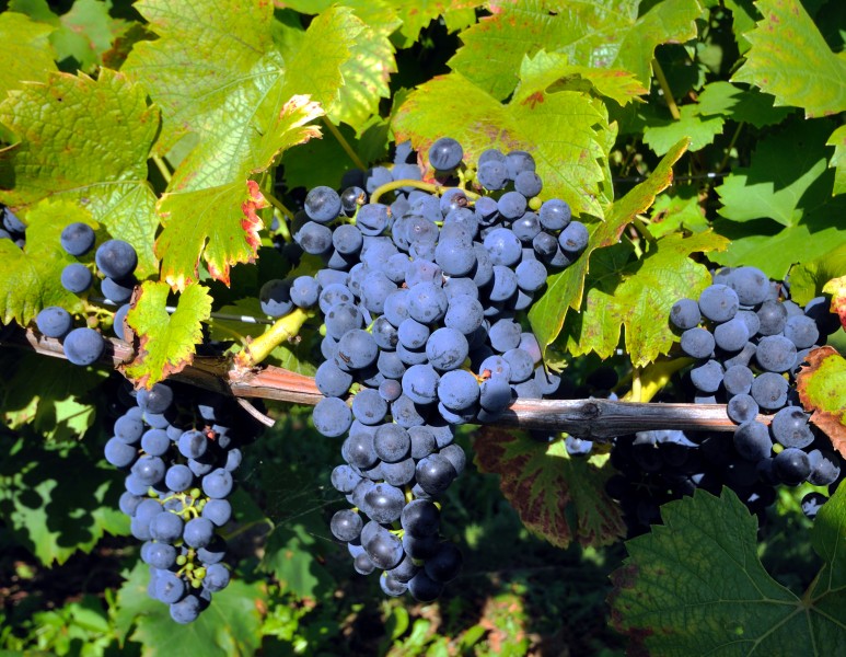Traube des blauen Spätburgunders