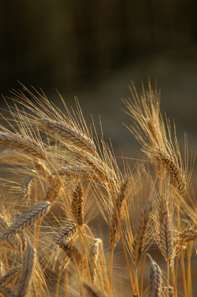 Triticum polonicum L 4