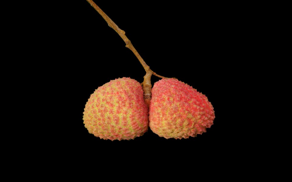 Twin lychees (Litchi chinensis)-source
