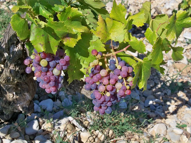Véraison 5