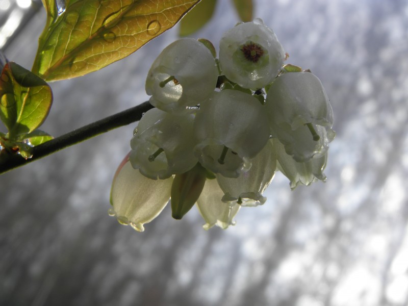 Vaccinium corymbosum.R.H (15)