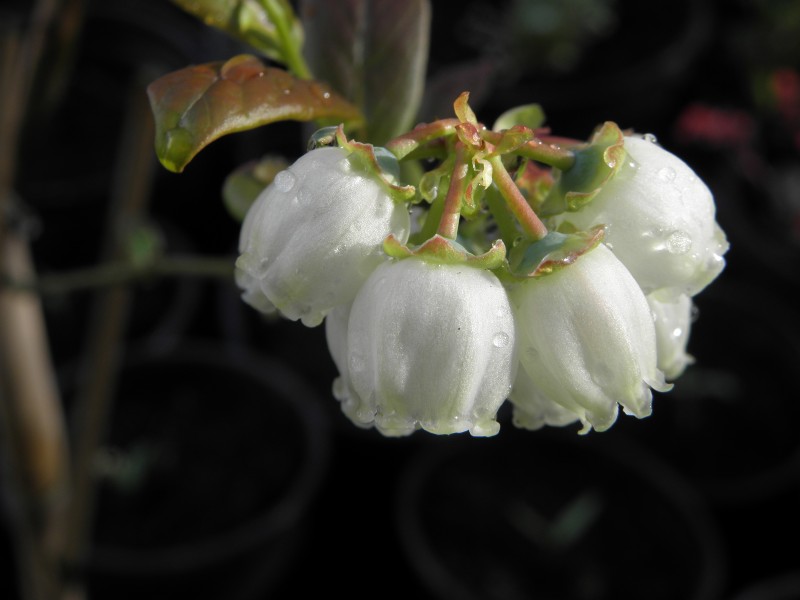 Vaccinium corymbosum.R.H (2)