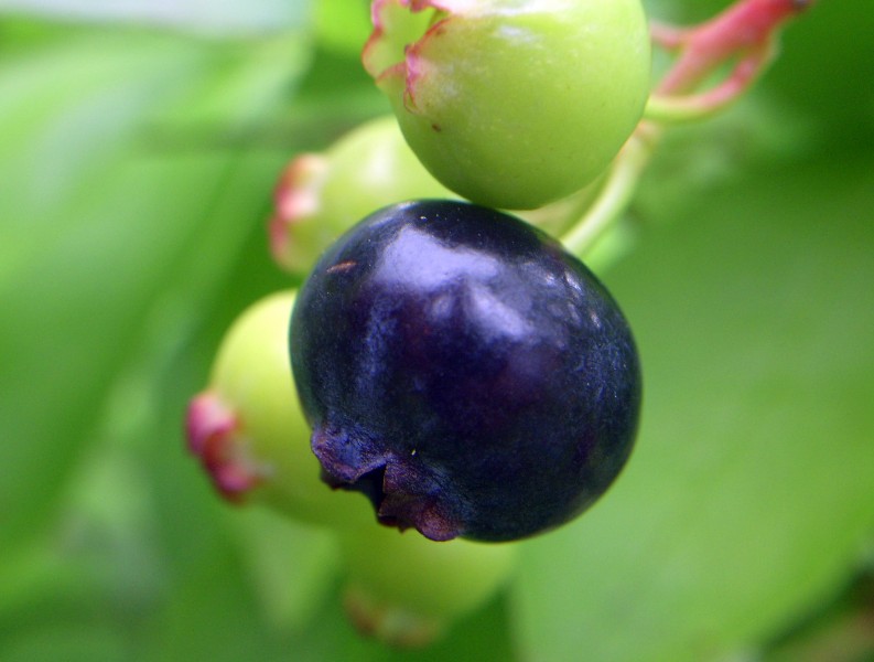 Vaccinium corymbosum (Northern highbush blueberry) 2