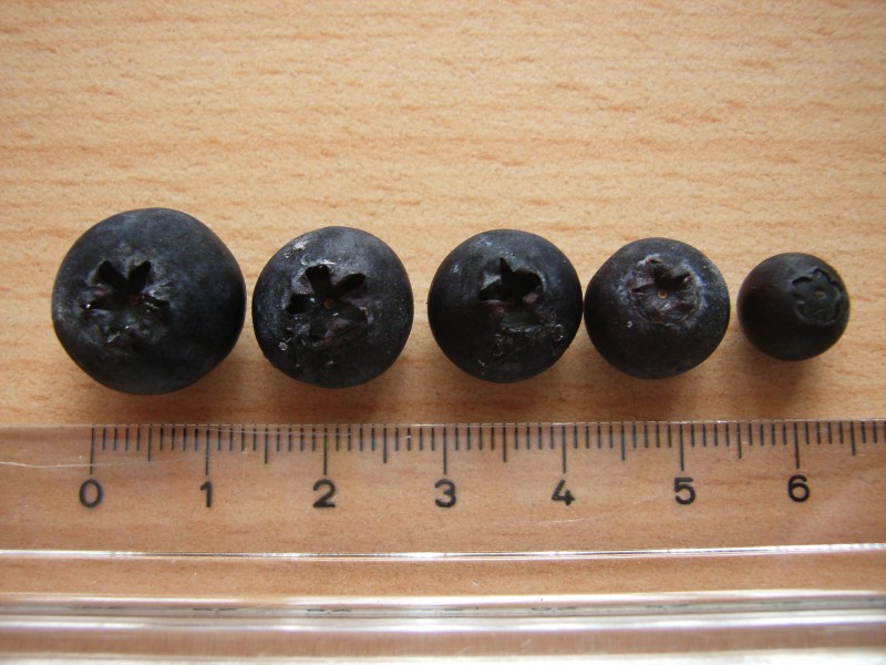 Vaccinium fruits