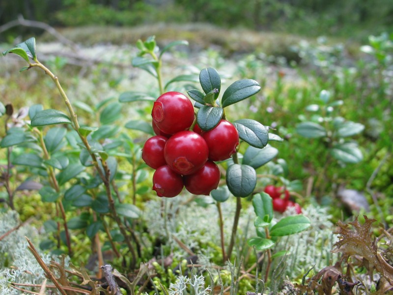 Vaccinium vitis-idaea 20060824 001