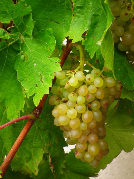 Weinrebe Phönix Hessen 2013