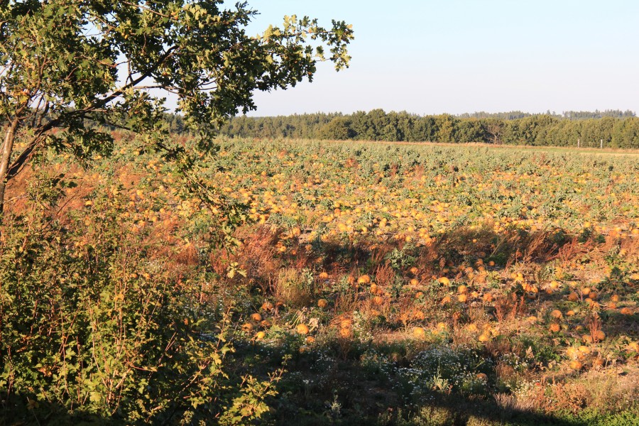 Weinviertel 0650