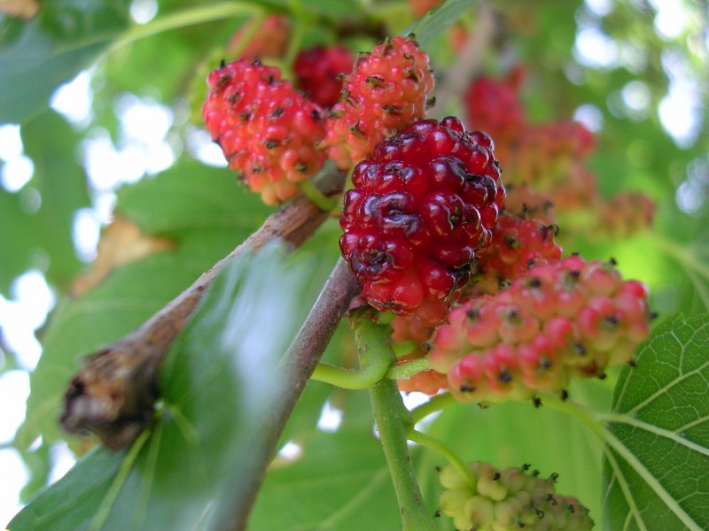 WhiteMulberry