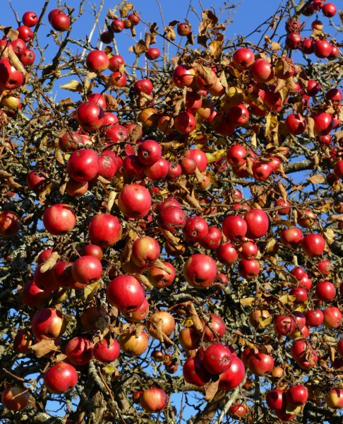 Winter apples 3