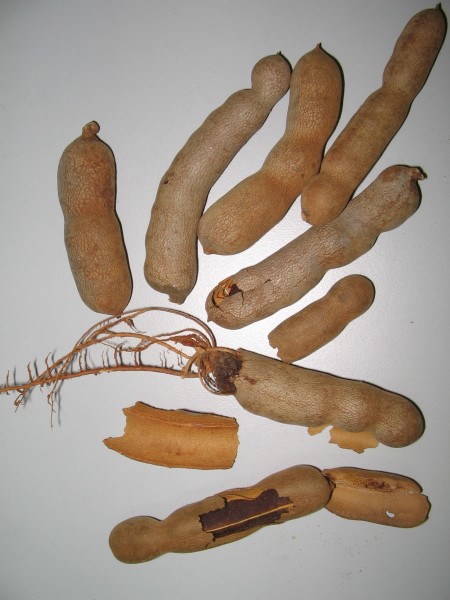 YosriBuahAsamJawa