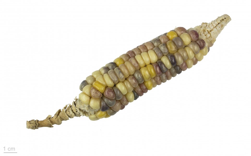 Zea mays 'arc en ciel inca' MHNT.BOT.2015.34.2