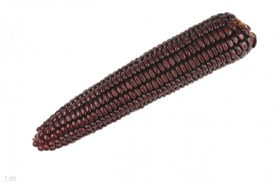 Zea mays 'indian corn' MHNT.BOT.2015.34.6