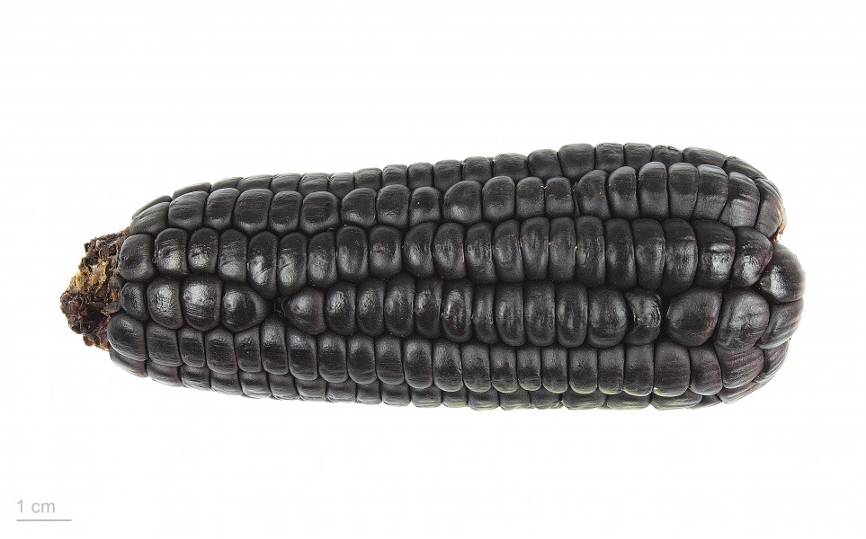 Zea mays 'morado' MHNT.BOT.2015.34.11