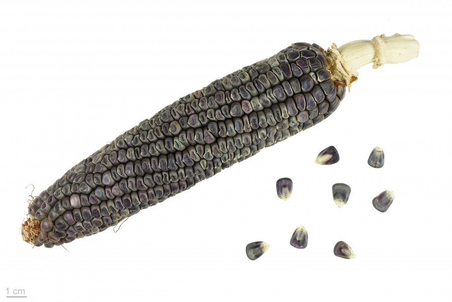 Zea mays 'Ohcholi Sunul' MHNT.BOT.2015.34.10